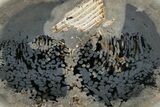 Petrified Teredo (Shipworm Bored) Wood - North Dakota #175622-1